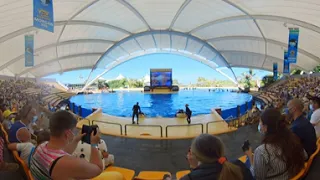 Loro Park Orca Show Part 2 360VR