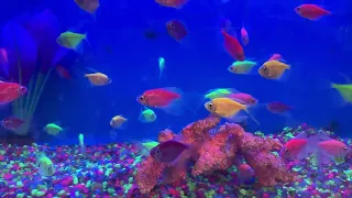 BEST RELAXING AQUARIUM IN 4K UHD 🐠 ANTI-STRESS MUSIC, RELAXATION AND MEDITATION