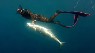spearfishing Spanish mackerel  20 kg / פלמידה  ענקית בצלילה  חופשית