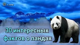 30 интересных фактов о пандах