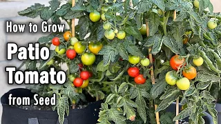 How to Grow Tomatoes from Seed in Containers (Patio Tomato) | Easy planting guide