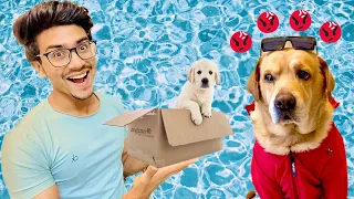 New puppy at home | Leo ko agya gusaa | Prank gone wrong | Anant rastogi