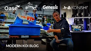 Modern Koi Blog #6360 - Wieviel Salz vertragen Wasserpflanzen