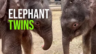 Asian Elephant Delivers Miracle Twins at Rosamond Gifford Zoo