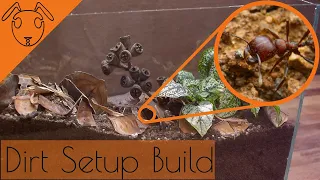 Making a Messor Ant Dirt setup *Tutorial*