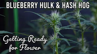 Getting Ready For Flower (Week 5 - Blueberry Hulk & Hash Hog)