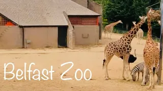 Northern Ireland Belfast Zoo Zoological Gardens UK short Clips 4K 60fps  | Musafir Videos UK |