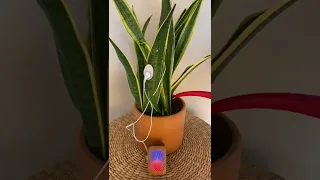 Watering a musical snake plant