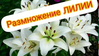 Лилии. Размножение лилии луковицей. Весенняя пересадка лилий.