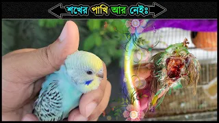 আমার প্রিয় বাজরিগার পাখি  আর নেই   💗 A painful memory with my favorite budgie 🔥 Jactok পাখি ভাইয়া