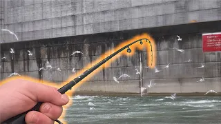 It's a FEEDING FRENZY | Epic Fishing Below a Huge Dam