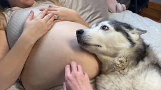 From Husky Protecting My Baby Before She Is Born, To Baby Protecting My Husky Is Pure Love!😭.