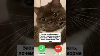 Влажный корм для кошек