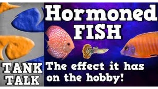 Hormoned/Juiced African Cichlids, Tank Talk Presented by KGTropicals