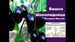 Вишня 🍒 Посадка Саженца Вишни Весной🍒 Как правильно сажать вишню сорт шоколадница выращивание