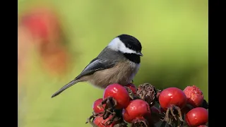 Bird Sounds of Michigan