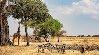 Tanzanie, le paradis sauvage