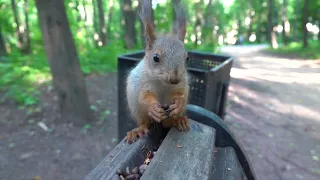 Взрослая белка и бельчонок / Adult squirrel and baby squirrel