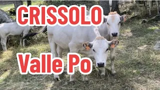 Fiera di San Chiaffredo CRISSOLO Alta Valle PoVacche razza piemontese,prodotti tipici,canti popolari