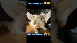 лайк если кто-то помнит😭😭😭 #хочуврек #shortvideo #симбаживи