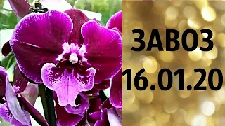 🌸УРА!!!!! НОВЫЙ ГОД. (завоз 16.01.20 г.) Рассматриваем отправку за границу. ЗАМЕЧТАТЕЛЬНЫЕ КРАСОТКИ👍