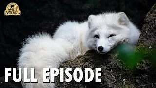 Wild America | S10 E4 'Family of Foxes' | Full Episode | FANGS