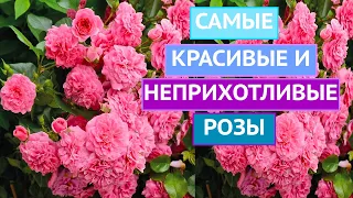 ПОЧВОПОКРОВНЫЕ РОЗЫ: ПРЕКРАСНЫЕ И НЕПРИХОТЛИВЫЕ!!!