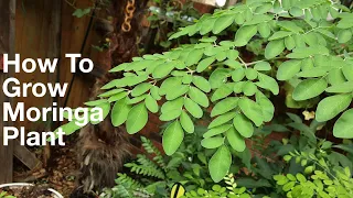 How to grow Moringa/Muringa/Drumstick plant from seed / care for Moringa/pruning of Moringa