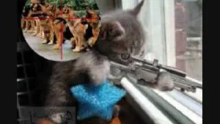 The Funniest Cat Video You'll Ever See!