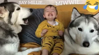 HUSKY HELPS MY BABY TALK!! [TRY NOT TO SMILE]