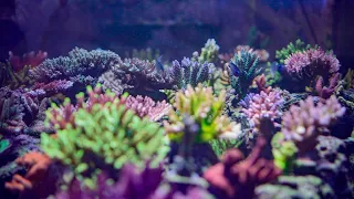 The key to success with Acropora & what I dose (hint: they are not related) | SPS Reef Aquarium