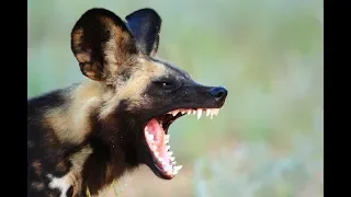 Bad Wild Dogs Looking for Trouble | National Geographic BBC Documentary #animals #wildlife