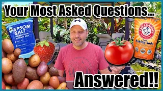 Epsom Salt for Plants and Other Gardening Questions Answered!  Garden Tips and Myths.
