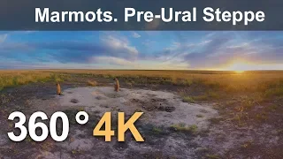 360 Timelapse. Marmots in Orenburg Nature Reserve. Pre-Ural Steppe