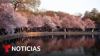 Nuevo florecimiento de los cerezos en Washington D.C. | Noticias Telemundo