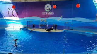 Большой Сочинский дельфинарий, 2022 г.