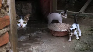 Mother cat protects her kittens from strangers, watching me from behind the door