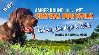 Dog TV NO ADS - Beautiful Countryside Virtual Dog Walk 🐕 With The Sounds of Nature and Music🐕 #dogtv