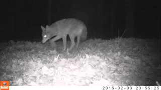 First Coyote Catch   Trail Cam