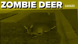 13 Ohio counties now confirming cases of "zombie deer"