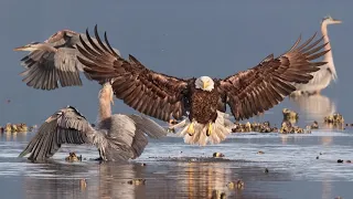 Audubon Photography Awards - What makes an award-winning photo?