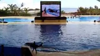 Orca show in Loro Parque, Tenerife, Canarian islands