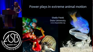 Sheila Patek - Power plays in extreme animal motion