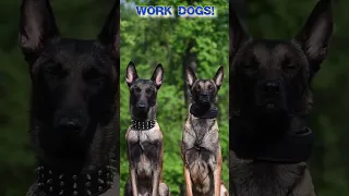 Try not to laugh - Malinois 😜🐕‍🦺