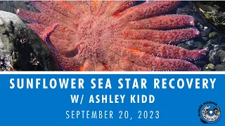 Sunflower Sea Star Recovery