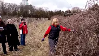 Обрізка лимонника  Обрезка лимонника