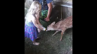 Nursing a baby Deer! (Fawn)