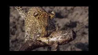 Leopard Learns how to catch fish.......🐠🦈🐟