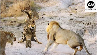 Mother Cheetah try to rescue the Cubs from Lion الفهد الأم تحاول إنقاذ الأشبال من الأسد