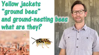 what is the difference between yellow jackets, "ground bees" and ground nesting bees?